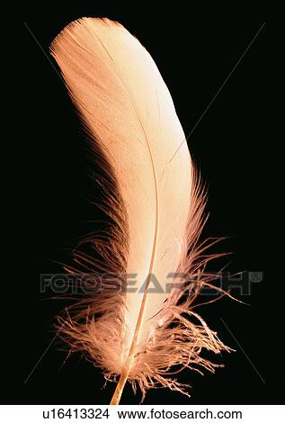 Picture - Black Background, Close-Up, Cut Out. Fotosearch
