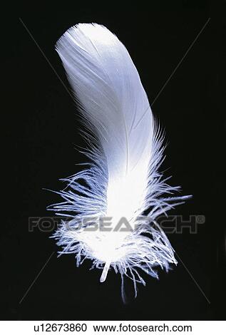 Black Background, Close-Up, Cut Out View Large Photo Image Stock Image - Black Background, Close-Up, Cut Out. Fotosearch