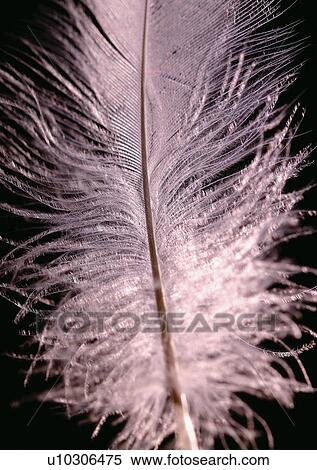 Stock Photography - Black Background, Close-Up, Cut Out. Fotosearch