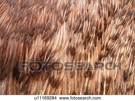Picture - Close-Up, Full Frame. Fotosearch