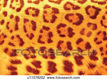 Stock Image - Close-Up, Full Frame. Fotosearch