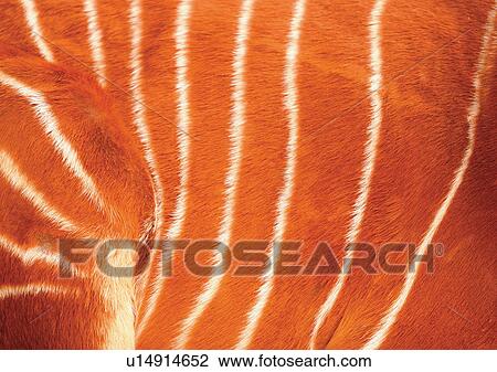 Stock Image - Close-Up, Full Frame. Fotosearch