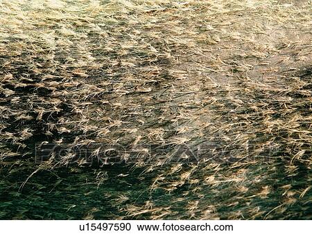 Close-Up, Full Frame View Large Photo Image Stock Image - Close-Up, Full Frame. Fotosearch