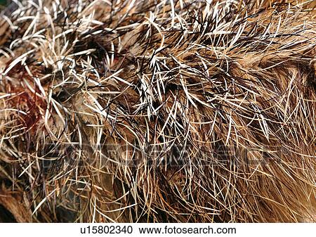 Close-Up, Full Frame View Large Photo Image Stock Image - Close-Up, Full Frame. Fotosearch