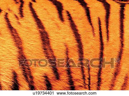 Stock Image - Close-Up, Full Frame. Fotosearch