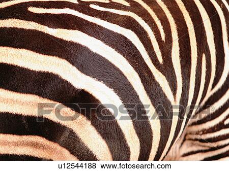 Stock Photo - Close-Up, Full Frame. Fotosearch