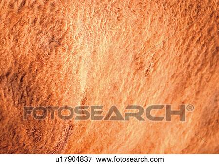 Stock Photo - Close-Up, Full Frame. Fotosearch
