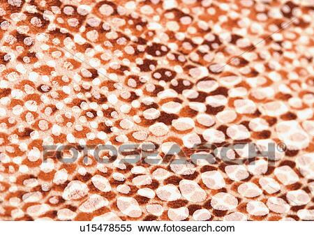 Stock Photography - Close-Up, Full Frame. Fotosearch