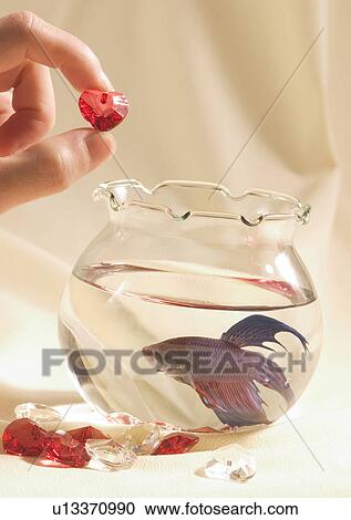 Stock Image - Love Tokens, Love, Romance, Aquarium, Close-Up. Fotosearch