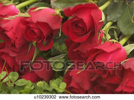 Stock Image - Love Tokens, Love, Romance, Bud, Close-Up. Fotosearch