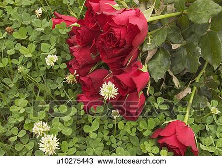 Stock Image - Love Tokens, Love, Romance, Close-Up, Cultivated. Fotosearch