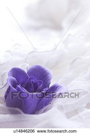 Stock Photograph - Love Tokens, Love, Romance, Close-Up, Flower. Fotosearch