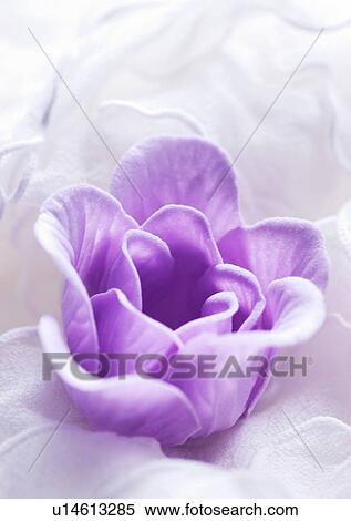 Love Tokens, Love, Romance, Close-Up, Flower View Large Photo Image Stock Photography - Love Tokens, Love, Romance, Close-Up, Flower. Fotosearch