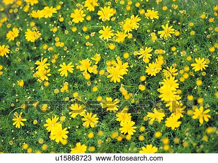 Stock Image - Nature's Beauty, Abundance, Close-Up, Day, Flower. Fotosearch