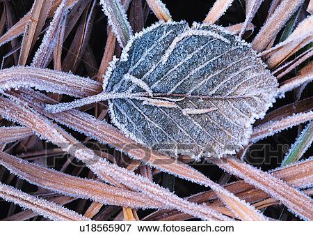Stock Photo - Nature's Beauty, Backgrounds, Close-Up, Day, Frozen. Fotosearch
