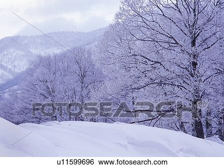 Nature's Beauty, Bare Tree, Covering, Day, Frozen View Large Photo Image Stock Photograph - Nature's Beauty, Bare Tree, Covering, Day, Frozen. Fotosearch