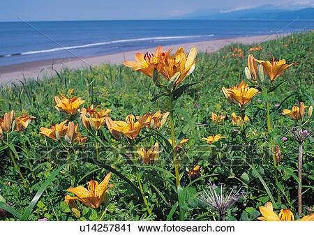 Nature's Beauty, Beach, Blue, Coast, Coastline View Large Photo Image Stock Image - Nature's Beauty, Beach, Blue, Coast, Coastline. Fotosearch