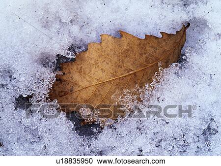 Nature's Beauty, Beauty In Nature, Aging Process, Close-Up, Day View Large Photo Image Stock Image - Nature's Beauty, Beauty In Nature, Aging Process, Close-Up, Day. Fotosearch