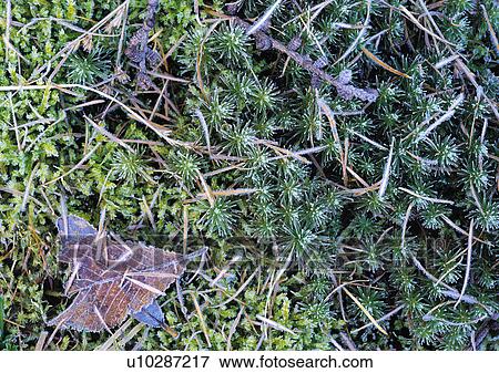 Stock Photo - Nature's Beauty, Beauty In Nature, Close-Up, Day, Dead Plant. Fotosearch