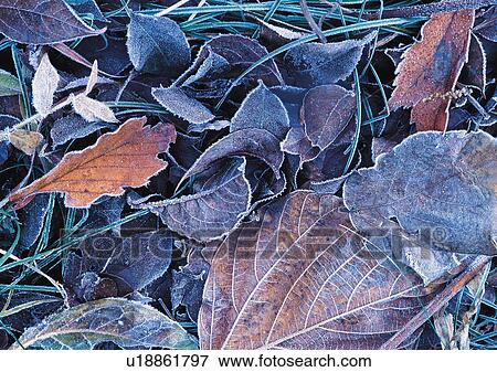 Stock Photo - Nature's Beauty, Beauty In Nature, Close-Up, Day, Dead Plant. Fotosearch