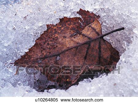 Nature's Beauty, Beauty In Nature, Aging Process, Close-Up, Cold View Large Photo Image Stock Photography - Nature's Beauty, Beauty In Nature, Aging Process, Close-Up, Cold. Fotosearch