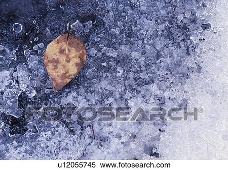 Nature's Beauty, Beauty In Nature, Cold, Day, Dead Plant View Large Photo Image Stock Photography - Nature's Beauty, Beauty In Nature, Cold, Day, Dead Plant. Fotosearch