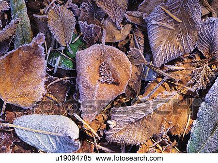 Nature's Beauty, Beauty In Nature, Aging Process, Day, Dead Plant View Large Photo Image Stock Photography - Nature's Beauty, Beauty In Nature, Aging Process, Day, Dead Plant. Fotosearch