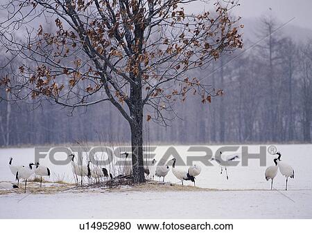 Nature's Beauty, Bird, Covering, Crane, Day View Large Photo Image Stock Image - Nature's Beauty, Bird, Covering, Crane, Day. Fotosearch