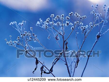 Nature's Beauty, Blue, Close-Up, Day, Flower View Large Photo Image Stock Photo - Nature's Beauty, Blue, Close-Up, Day, Flower. Fotosearch