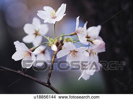 Picture - Nature's Beauty, Branch, Close-Up, Day, Flower. Fotosearch