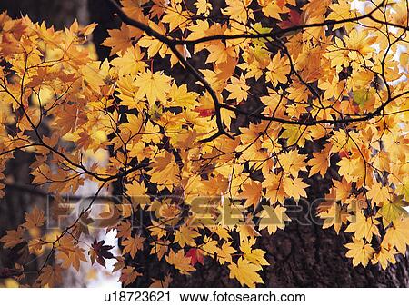 Nature's Beauty, Branch, Close-Up, Day, Focus On Foreground View Large Photo Image Stock Image - Nature's Beauty, Branch, Close-Up, Day, Focus On Foreground. Fotosearch