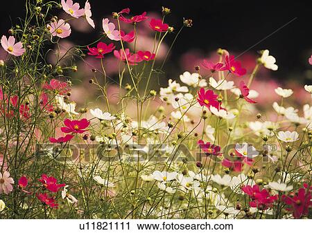 Stock Image - Nature's Beauty, Bud, Close-Up, Day, Flower. Fotosearch