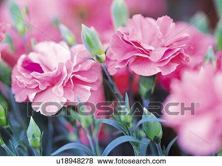 Nature's Beauty, Bud, Close-Up, Day, Flower View Large Photo Image Stock Photo - Nature's Beauty, Bud, Close-Up, Day, Flower. Fotosearch