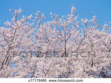 Nature's Beauty, Clear Sky, Day, High Section View Large Photo Image Stock Photography - Nature's Beauty, Clear Sky, Day, High Section. Fotosearch