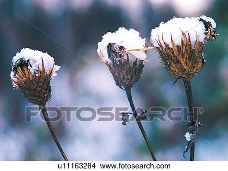 Picture - Nature's Beauty, Close-Up, Covering, Day, Flower. Fotosearch
