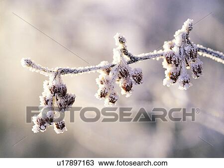 Nature's Beauty, Close-Up, Covering, Day, Flower View Large Photo Image Stock Image - Nature's Beauty, Close-Up, Covering, Day, Flower. Fotosearch