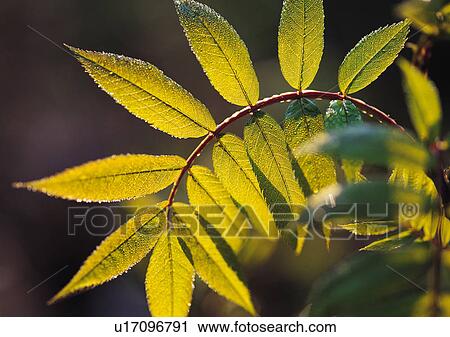 Stock Image - Nature's Beauty, Close-Up, Curve, Green. Fotosearch
