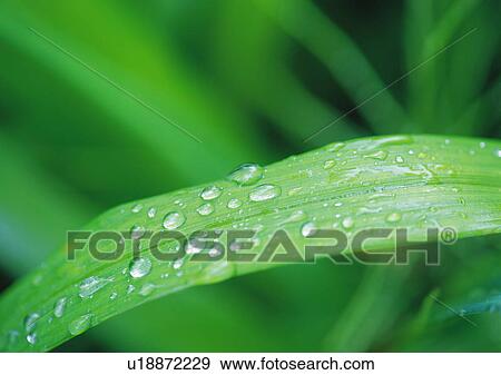 Stock Photo - Nature's Beauty, Close-Up, Day, Dew, Focus On Foreground. Fotosearch
