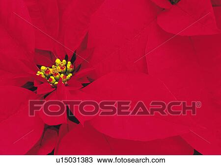 Nature's Beauty, Close-Up, Day, Extreme Close-Up, Flower View Large Photo Image Stock Image - Nature's Beauty, Close-Up, Day, Extreme Close-Up, Flower. Fotosearch