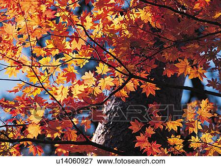 Nature's Beauty, Close-Up, Day, Fall, Focus On Foreground View Large Photo Image Stock Photo - Nature's Beauty, Close-Up, Day, Fall, Focus On Foreground. Fotosearch