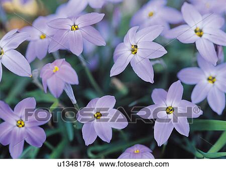 Picture - Nature's Beauty, Close-Up, Day, Flower, Flower Head. Fotosearch