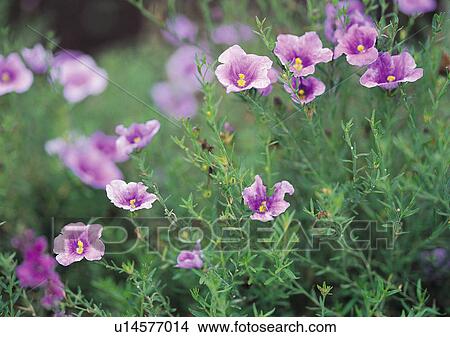 Nature's Beauty, Close-Up, Day, Flower View Large Photo Image Picture - Nature's Beauty, Close-Up, Day, Flower. Fotosearch