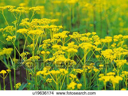 Picture - Nature's Beauty, Close-Up, Day, Flower, Green. Fotosearch