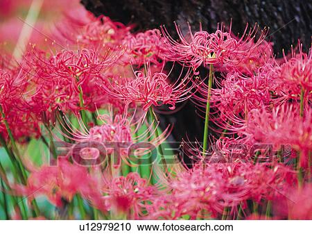 Stock Image - Nature's Beauty, Close-Up, Day, Flower. Fotosearch