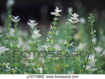 Nature's Beauty, Close-Up, Day, Flower, Focus On Foreground View Large Photo Image Stock Image - Nature's Beauty, Close-Up, Day, Flower, Focus On Foreground. Fotosearch