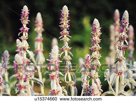 Nature's Beauty, Close-Up, Day, Flower View Large Photo Image Stock Image - Nature's Beauty, Close-Up, Day, Flower. Fotosearch