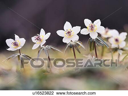 Nature's Beauty, Close-Up, Day, Flower, Flower Head View Large Photo Image Stock Image - Nature's Beauty, Close-Up, Day, Flower, Flower Head. Fotosearch