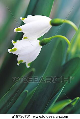 Stock Image - Nature's Beauty, Close-Up, Day, Flower, Leaf. Fotosearch