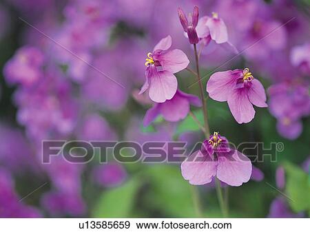 Nature's Beauty, Close-Up, Day, Flower, Focus On Foreground View Large Photo Image Stock Photo - Nature's Beauty, Close-Up, Day, Flower, Focus On Foreground. Fotosearch
