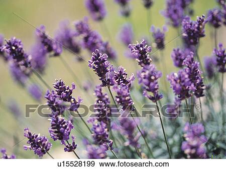 Nature's Beauty, Close-Up, Day, Flower View Large Photo Image Stock Photo - Nature's Beauty, Close-Up, Day, Flower. Fotosearch